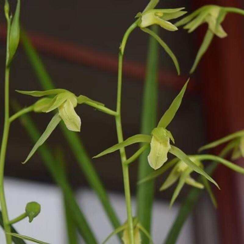 青杆青花寒兰无名绿植包邮兰花