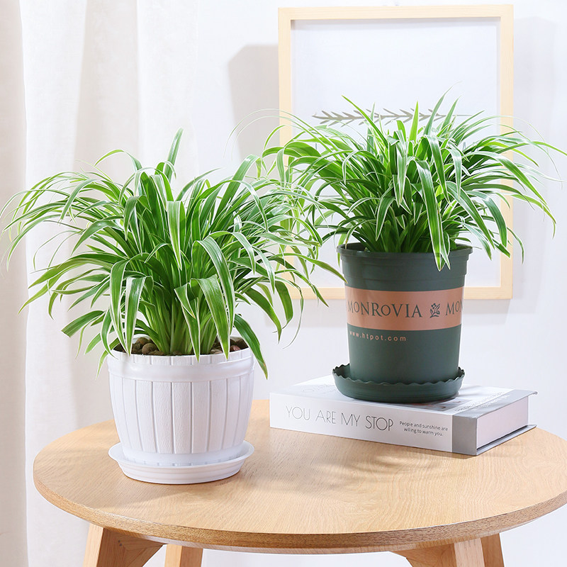 金边吊兰绿萝盆栽花卉阳台室内植物水培懒人垂吊兰花绿植