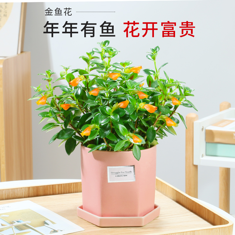 金鱼吊兰花卉盆栽室内绿植好养客厅阳台四季常青金鱼花水培植物