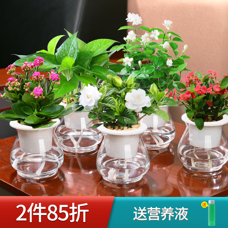 栀子花发财树植物盆栽室内水养