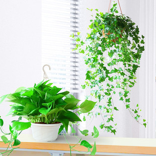 多肉植物组合长藤绿萝盆栽室内常春藤悬挂办公室盆景绿箩竹编花盆