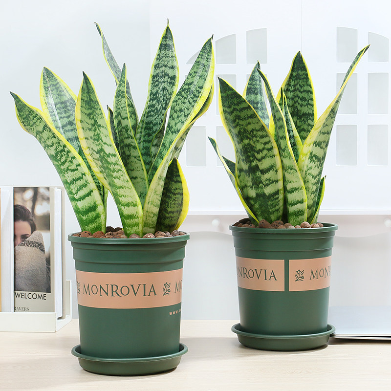 虎皮兰盆栽植物室内客厅观叶花卉四季好养绿植金边虎尾兰