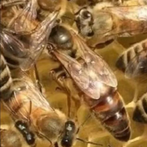 开产王意蜂产卵王东北黑王高产王