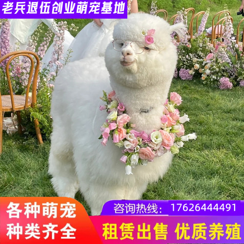 宠物羊驼可爱活体羊驼草泥马养殖