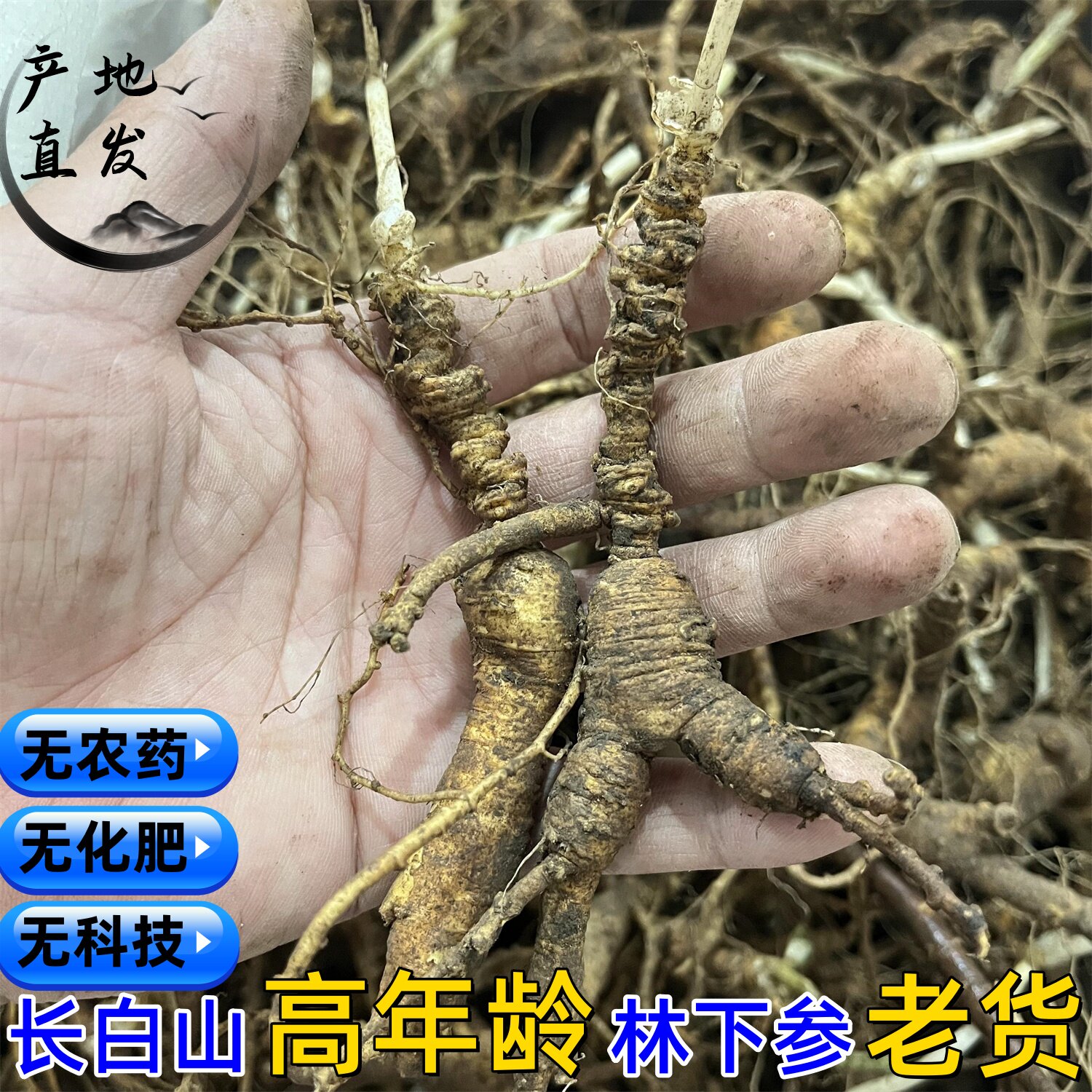 28年新鲜林下参野山参老货长白山人参老山参泡酒煲汤高年龄残参