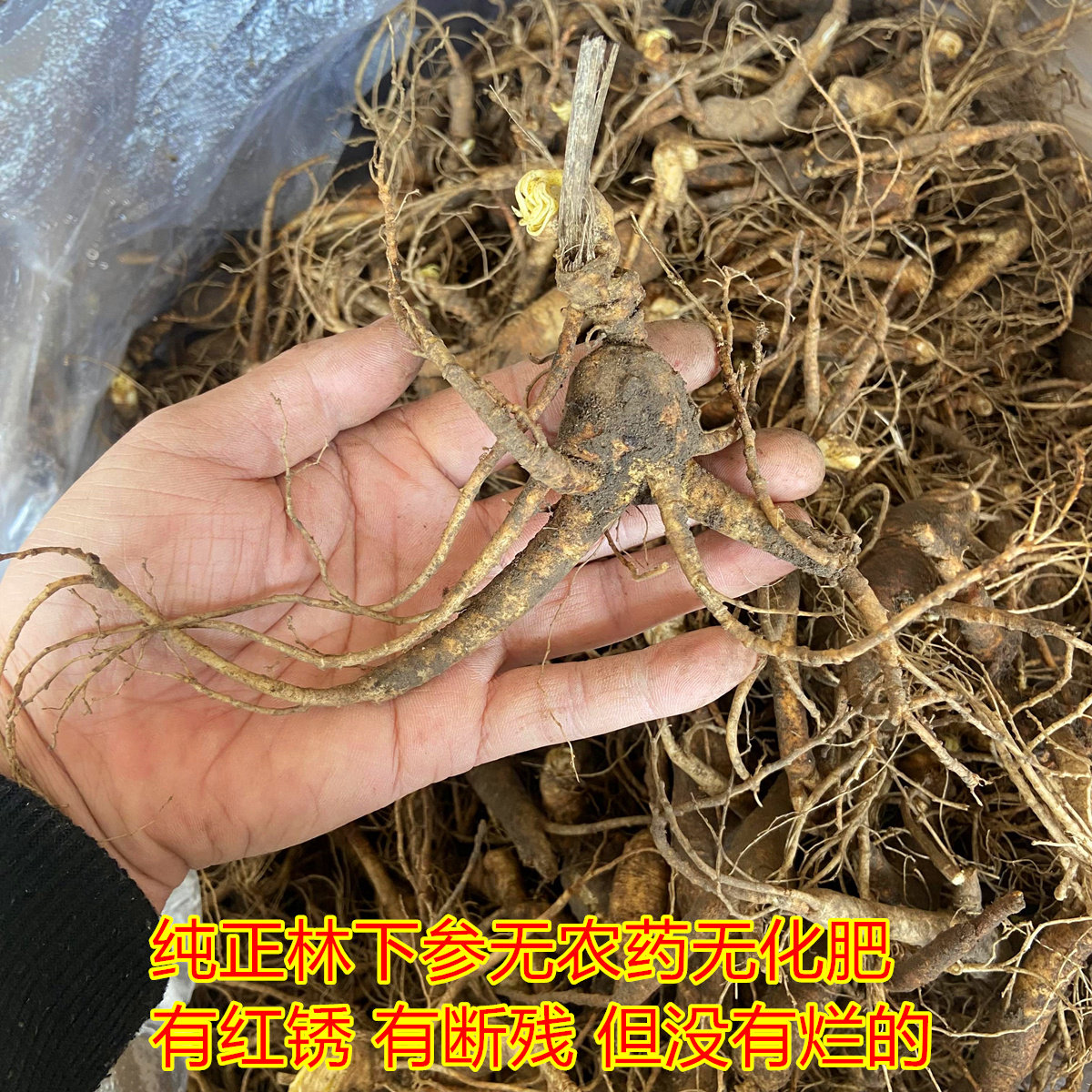 新鲜林下参自用残次山参吉林长白山产地直发无农药无化肥新鲜人参