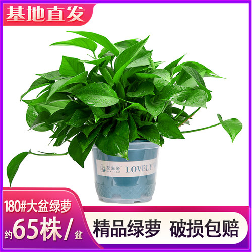 绿萝盆栽室内好养客厅净化空气绿植花卉水培植物大叶长藤绿箩批发