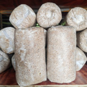 贵州高产茯苓菌包