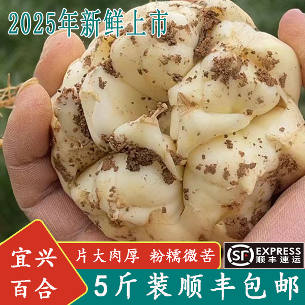 2025年新鲜现挖大百合顺丰