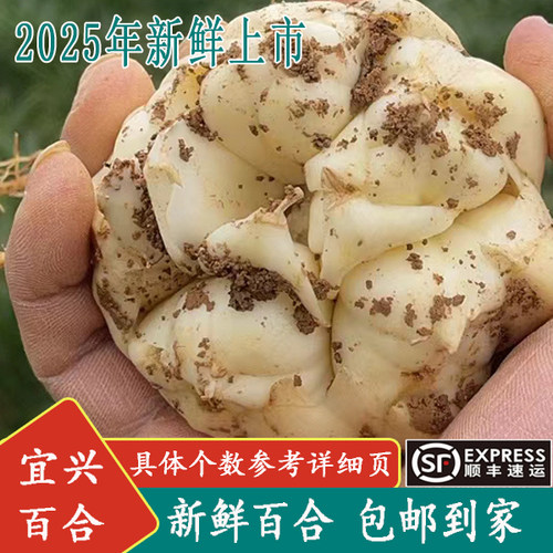 2025年现挖新鲜百合宜兴顺丰包邮