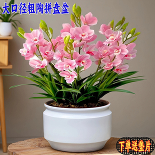 大口径拼盘群生陶瓷花盆多肉植物创意老桩花盆陶瓷简约兰花蕙兰盆