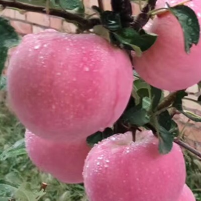 25产嘎啦果|陕西渭水河岸80mm+