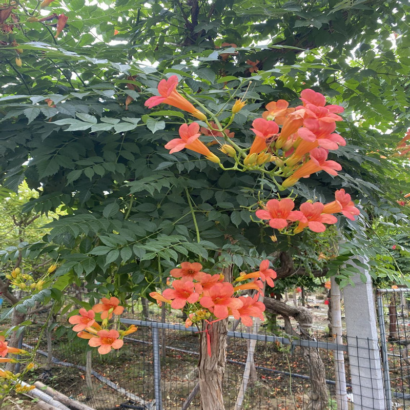 凌霄花苗爬藤植物四季开花耐寒耐热炮仗花苗阳台庭院花植物凌霄花