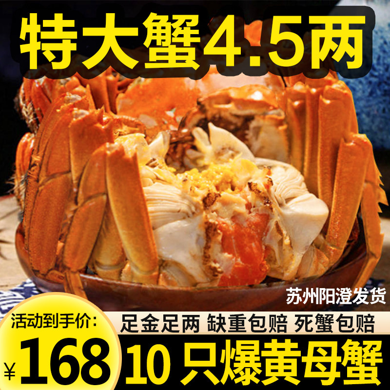 特大大闸蟹10只精品阳澄活蟹