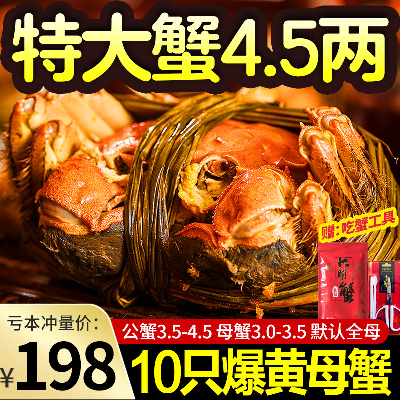 特大大闸蟹10只鲜活现货螃蟹公母螃蟹湖蟹河蟹礼盒阳澄湖镇发