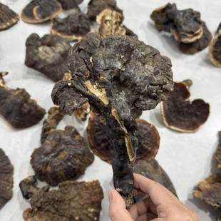 西藏野生白心灵芝索通波密野生白心赤灵芝白肉灵芝