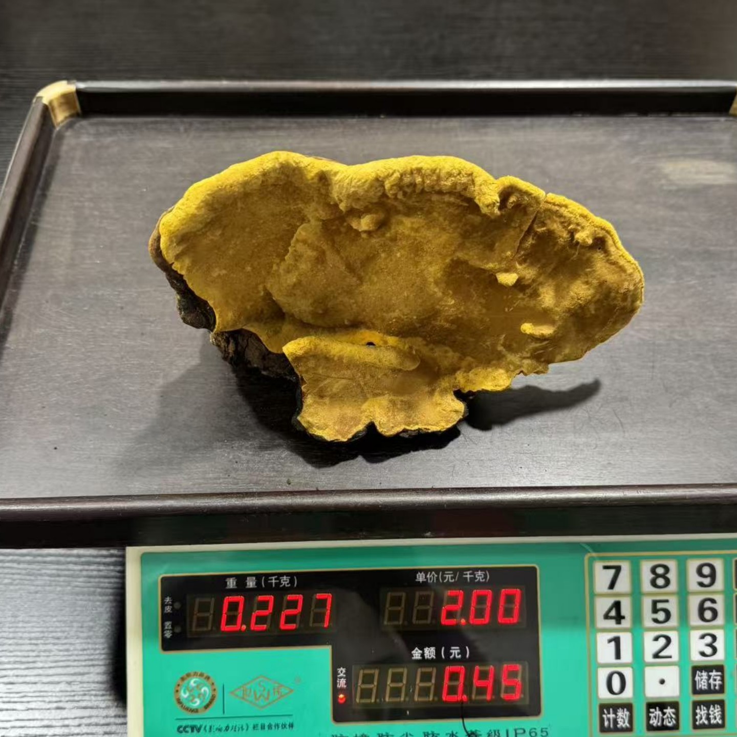 西藏野生桑树桑黄灵芝