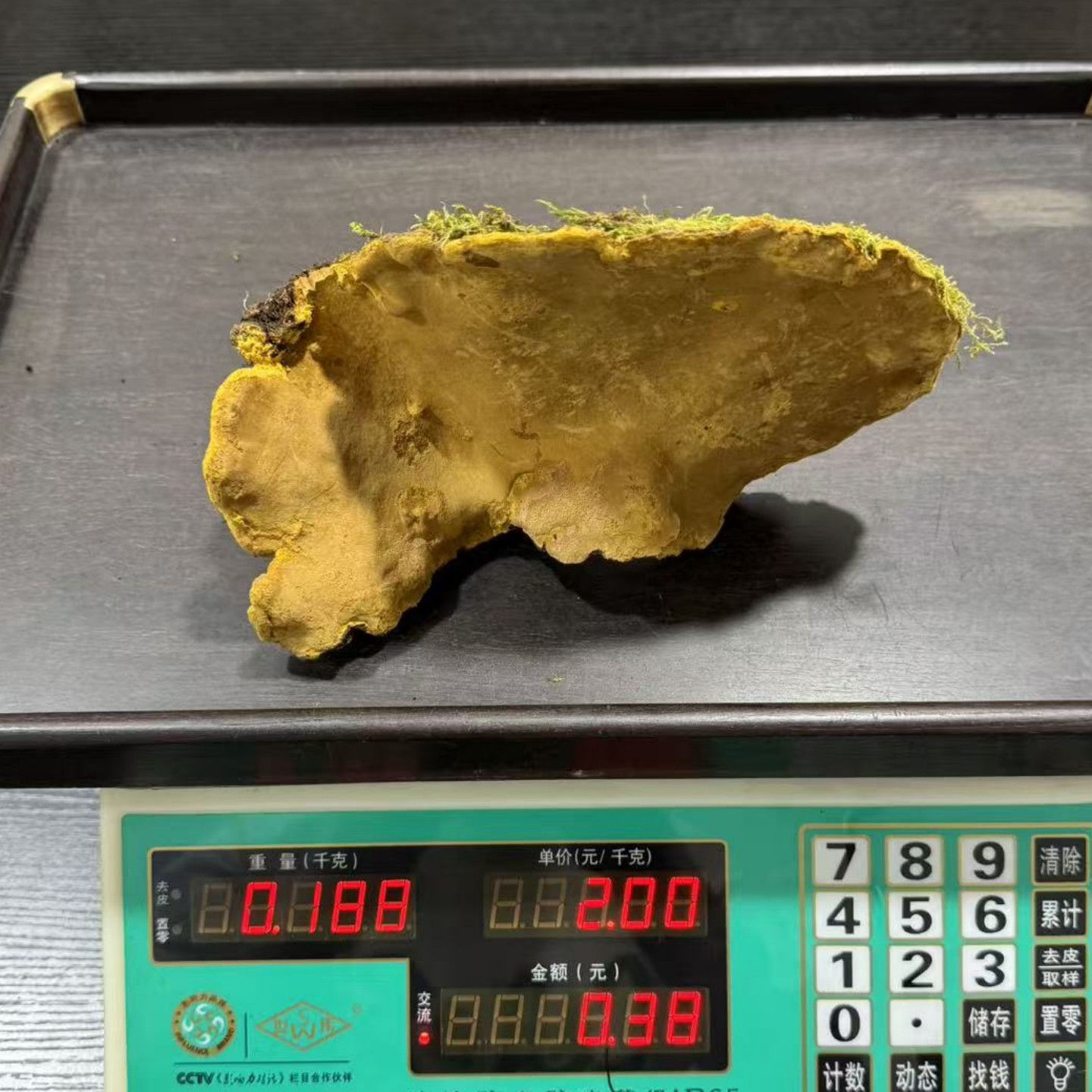 西藏野生桑树桑黄灵芝