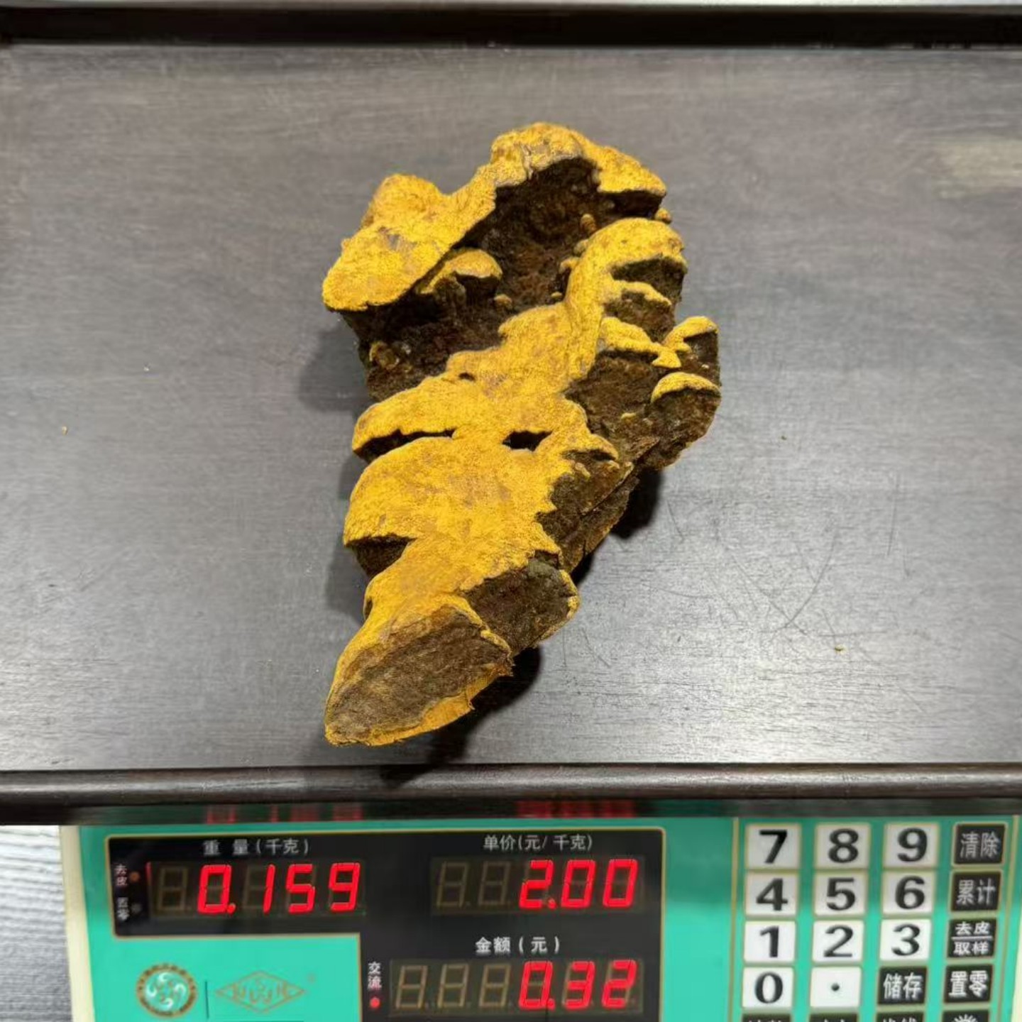 西藏野生桑树桑黄灵芝