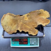 西藏墨脱野生桑树桑黄 年份九十几西藏桑树桑黄灵芝 重量1765克