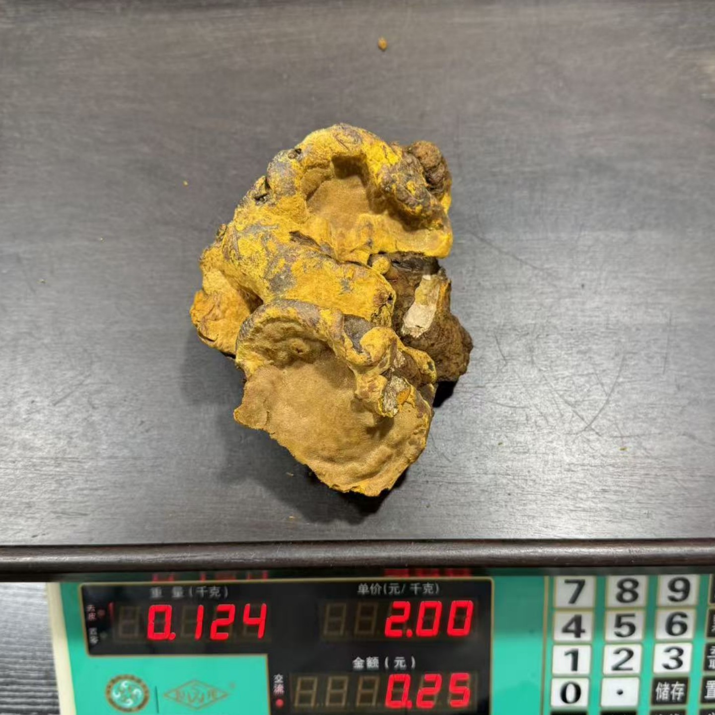 西藏野生桑树桑黄灵芝