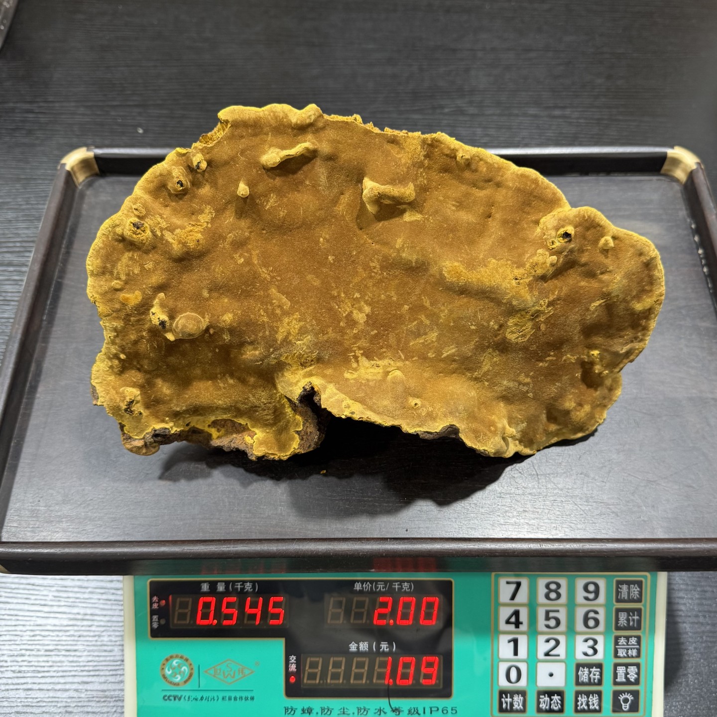 西藏野生桑树桑黄灵芝