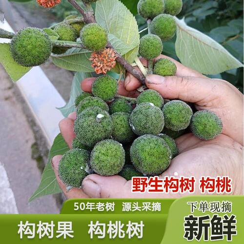 【今年新货】青果楮桃果野生现摘构树果子楮实子果假杨梅泡酒新鲜