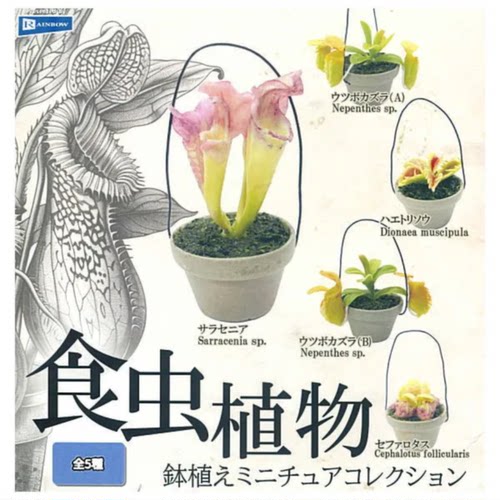 虾壳社 现货日本RAINBOW扭蛋 食虫植物 盆栽微缩摆件 瓶子草 猪笼