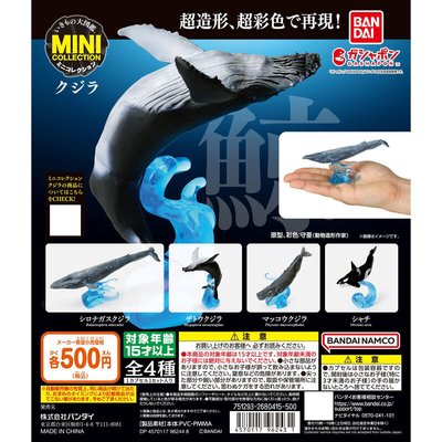 鲸鱼大图鉴海洋霸主虎鲸抹香鲸