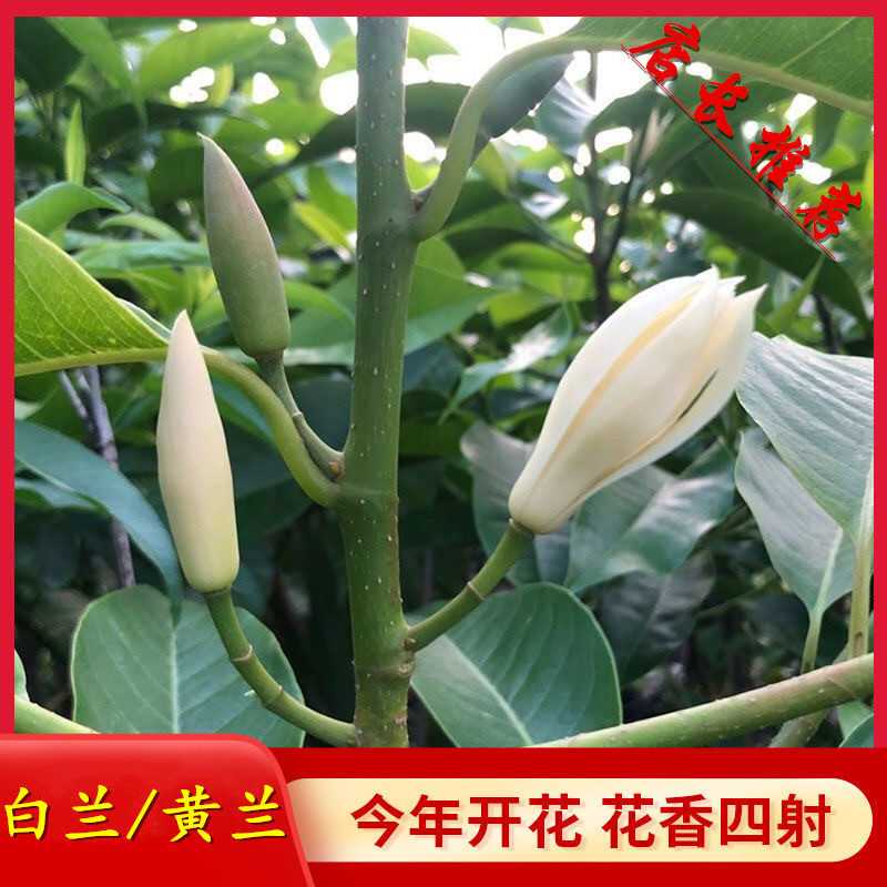 白兰花盆栽白玉兰树苗黄角兰缅桂浓香型花卉植物阳台好养活四季图片