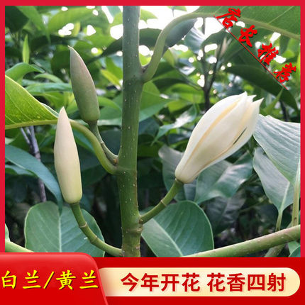 白兰花盆栽白玉兰树苗黄角兰缅桂浓香型花卉植物阳台好养活四季