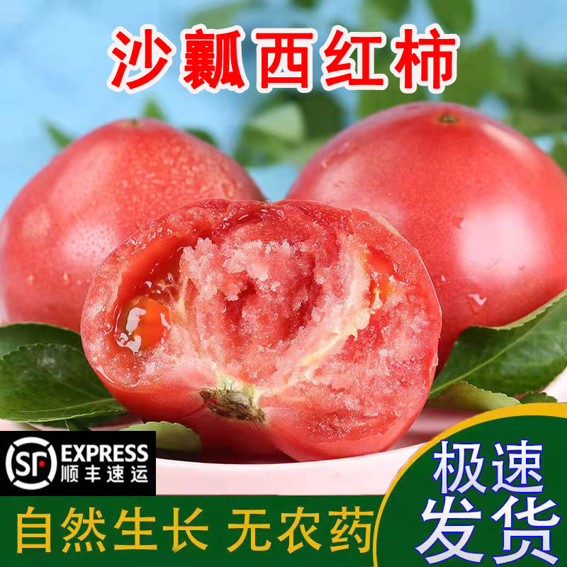 新鲜柿子西红柿番茄农家水果柿子生吃沙瓤柿子现摘现发大果顺丰