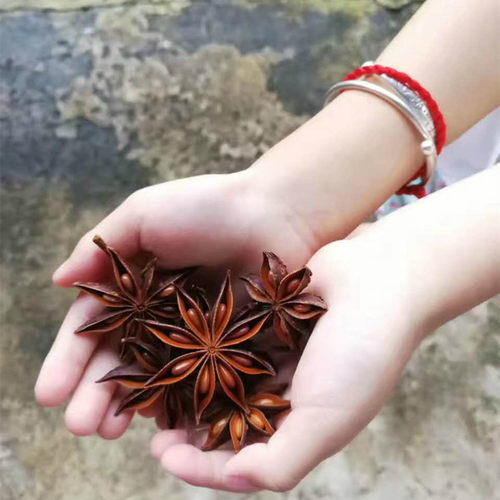默默无闻！广西八角大料大茴香出口欧美品质人工挑选芬芳沁人心脾