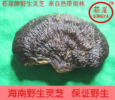 菘崖海南野生天然薄树灵芝薄树芝500g可切片