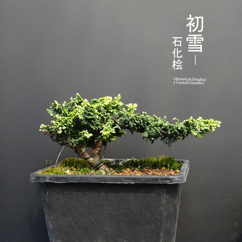 稀有名贵品种原生扦插初雪石化桧