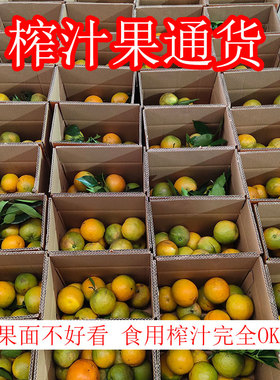 榨汁果专用甜橙子伦晚夏橙九月红果冻橙摆摊新鲜水果脐橙二级果