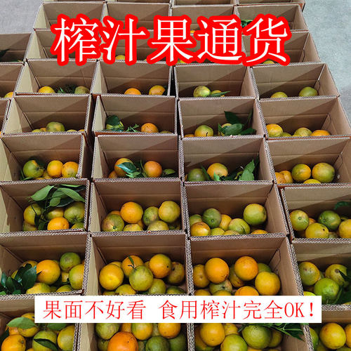 限量当季新鲜现摘榨汁果秭归脐橙