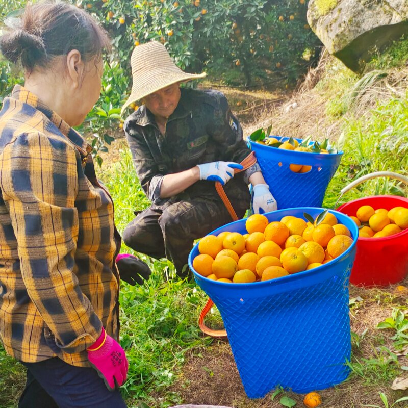 榨汁专用湖北秭归夏橙脐橙橙子冰糖新鲜水果当季现摘多汁皮薄整箱
