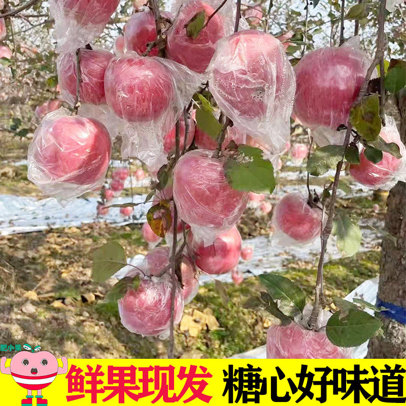 2022脆甜苹果水果山西运城红富士