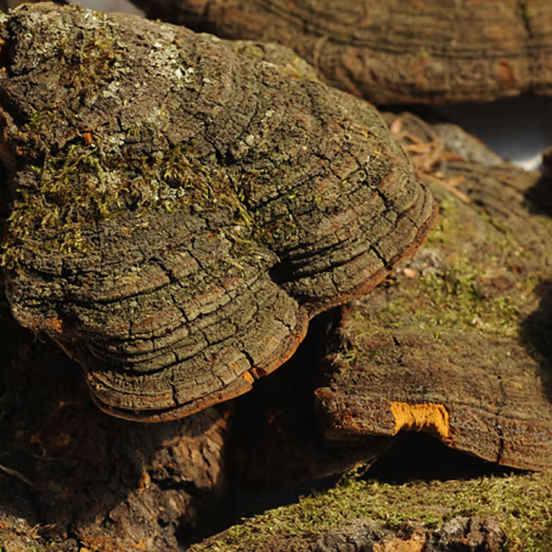 西藏林芝松针灵芝片整枝深山生长松针层孔菌林芝500g松针桑黄