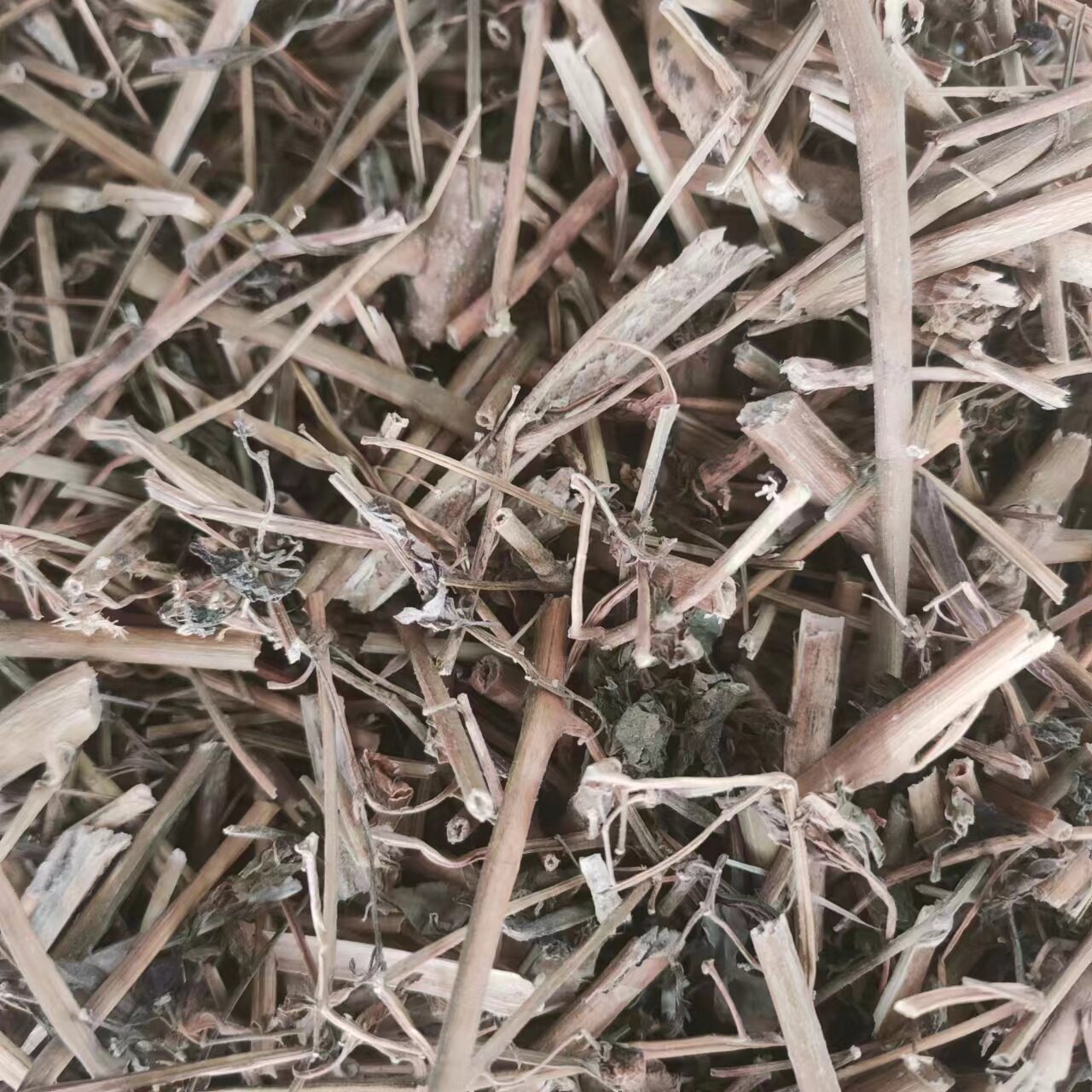 龙葵草 拍3斤包邮 苦葵 野辣椒 黑茄子 天茄棵 500g克 中草药材