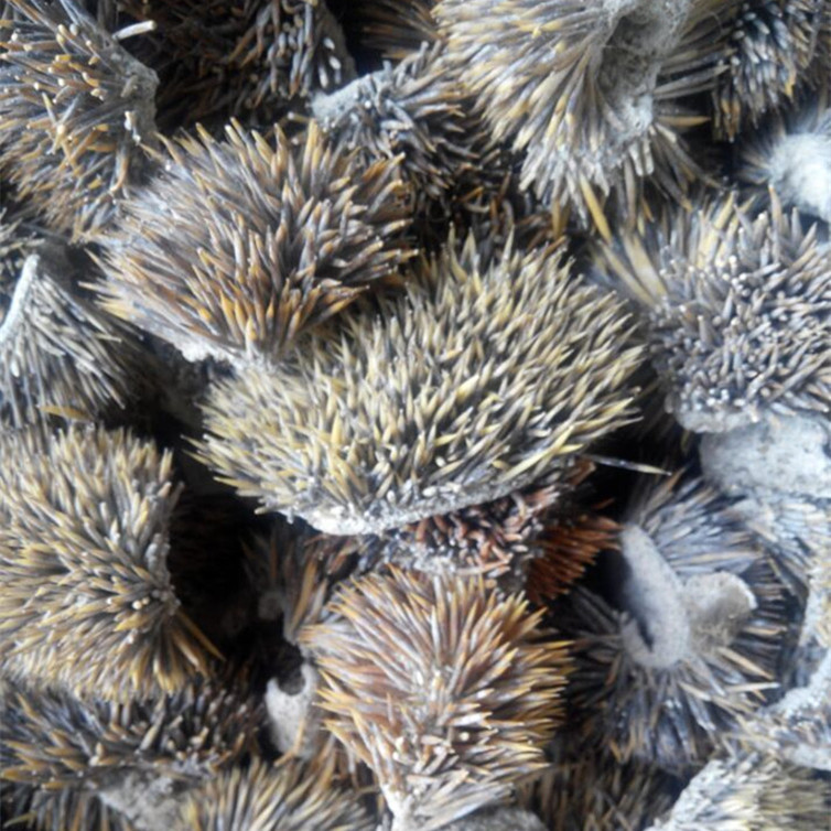 炒刺猬皮 刺猬 中药材市场供应 500g克290元