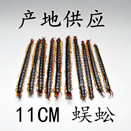 蜈蚣红头足干包邮中药材