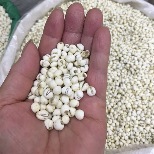 500g195元正品珍珠米贝川贝母