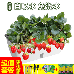 懒人种菜盆长方形加厚自动吸水盆盆栽神器阳台家庭蔬菜种菜专用盆