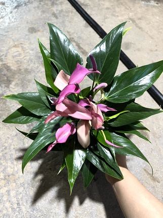 紫掌盆栽带花室内好养办公室桌面客厅四季开花带花发