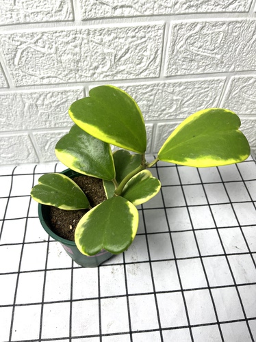 心叶球兰锦爱心金边球兰爬藤植物室内盆栽绿植情人花心型垂吊