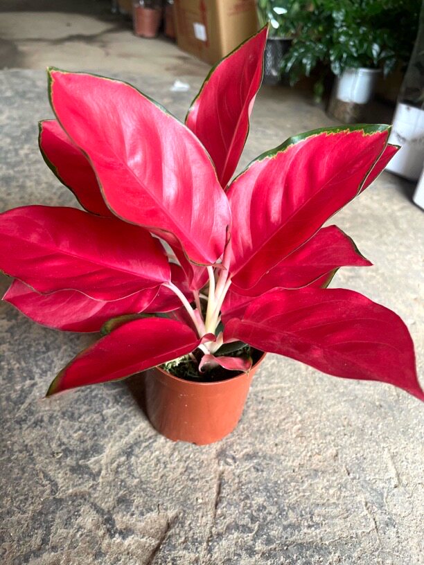 中国红盆栽富贵红如意皇后水培绿植旺宅植物好养易活（高度25厘米