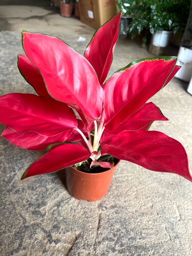 中国红红叶盆栽桌面绿植好养室内观叶植物易养热带植物正品