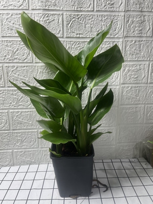 四季常青易养天堂鸟绿植净化空气客厅卧室等适合多场景